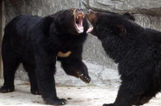 bears in a zoo enclosure