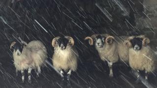 Scottish Blackface sheep in Corgarff, Moray.
