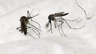 Mosquitos