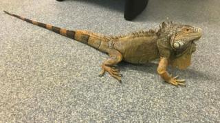 Iggy the Iguana