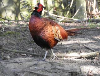 A pheasant standing under trees