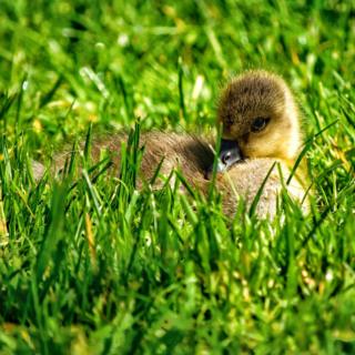 Baby chick lying in grass