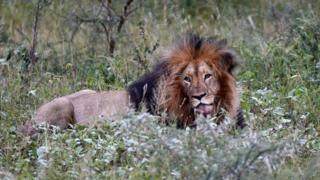 Лев в национальном парке Крюгера