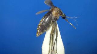 Cx.sp near infula mosquito