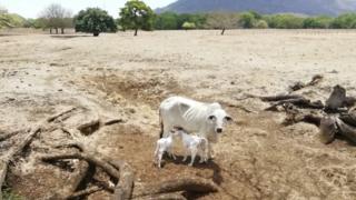 Las vacas de Johnny Obando