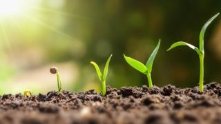 plantas creciendo