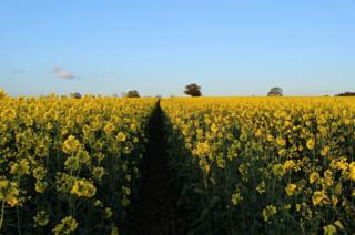 A field of Rapeseed