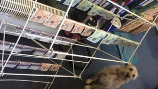 Office dog guarding money drying on racks
