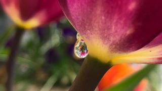 Raindrop on flower