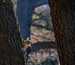 A squirrel on a tree