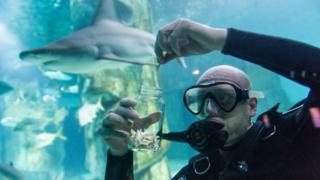 A keeper collects shark teeth from the bottom of the tank. Many species of shark can lose one or two teeth every week, and new teeth grow roughly every two weeks