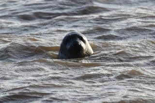 A seal in water