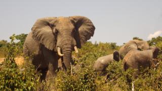 Elephants at Mwaluganje Elephant Sanctuary