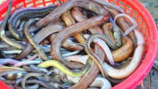 snakes