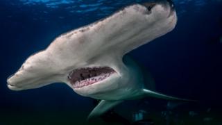 Большая акула-молот