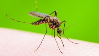 Mosquito culex