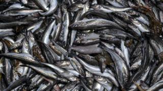 Peces