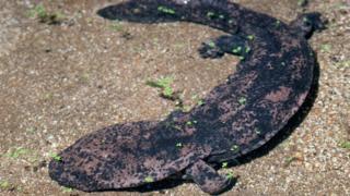 Salamandra gigante china