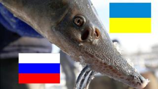 Осетер