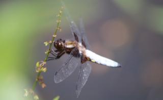 Dragonfly in Wolvercote