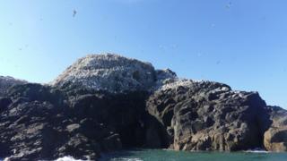 Grassholm