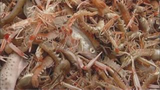 Prawns