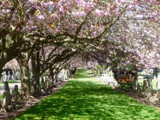 Trees in blossom in Balgay Cemetery, Dundee