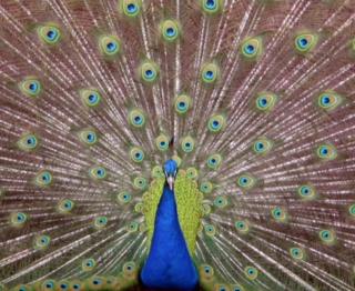 peacock