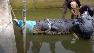 મગર