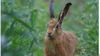 The brown hare is almost a rarity in some part of the UK