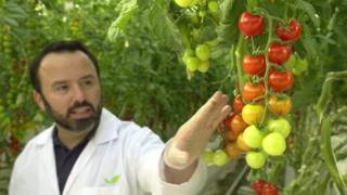 tomato