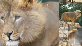 Les photos de Simba et Saeed, à leur arrivée en Jordanie