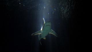 Рифовая акула плавает в аквариуме Генуи 11 августа 2010 года.
