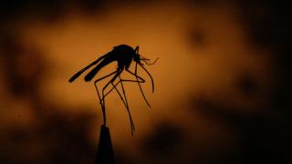 Le paludisme est transmis par les moustiques infectés.