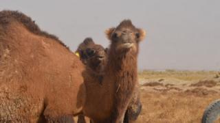 شتر