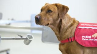 A medical detection dog