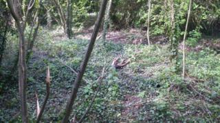 The wood