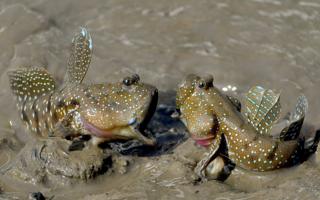 Mudskippers