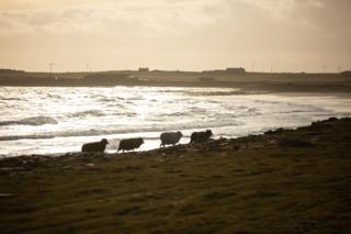 environment Sheep trotting along the shore in silhouette