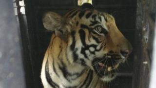 harimau, kala