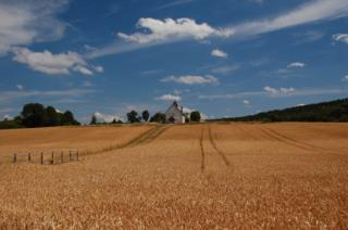 Fields before harvest