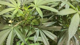 cannabis plants