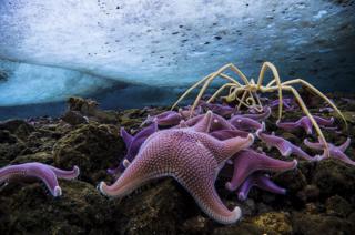 Starfish and sea spiders