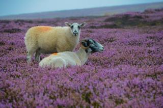 Two sheep in Heather