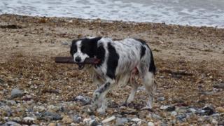 Dog on a shingle beach