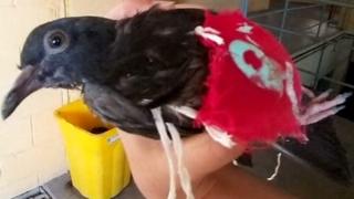 Задержание голубя-преступника в Бразилии