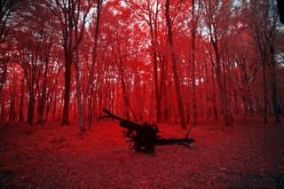 Belleau Wood