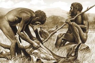 Homo habilis