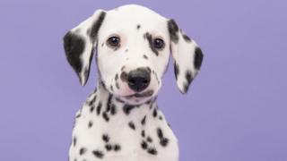 Dalmation puppy