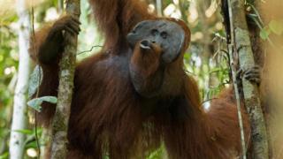 Un orangután